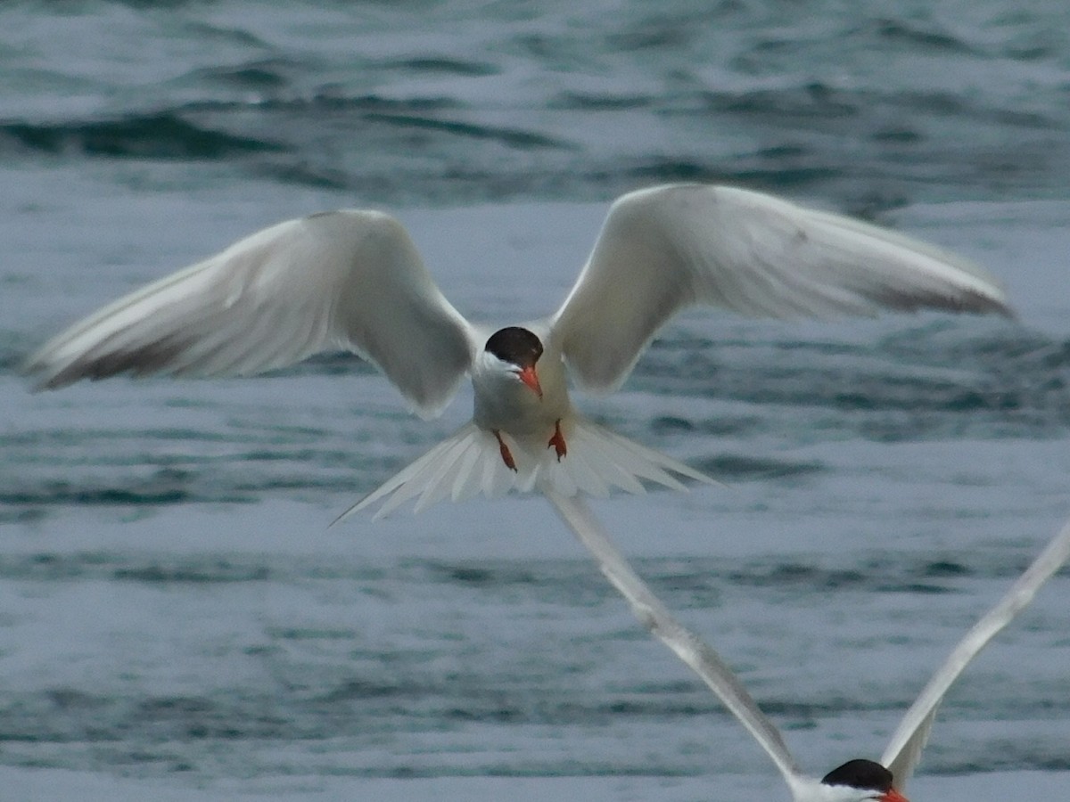 Sterna comune - ML165432601