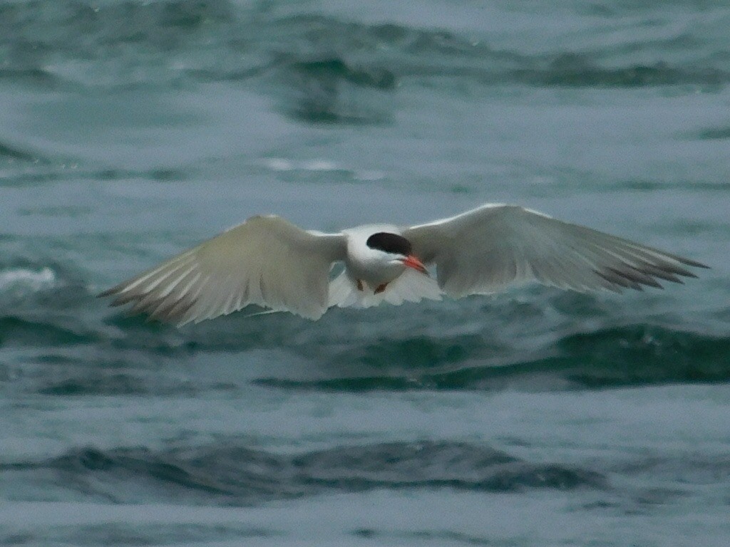 Sterna comune - ML165432611