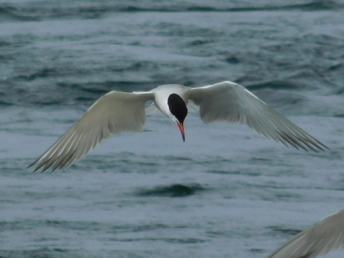 Sterna comune - ML165432621