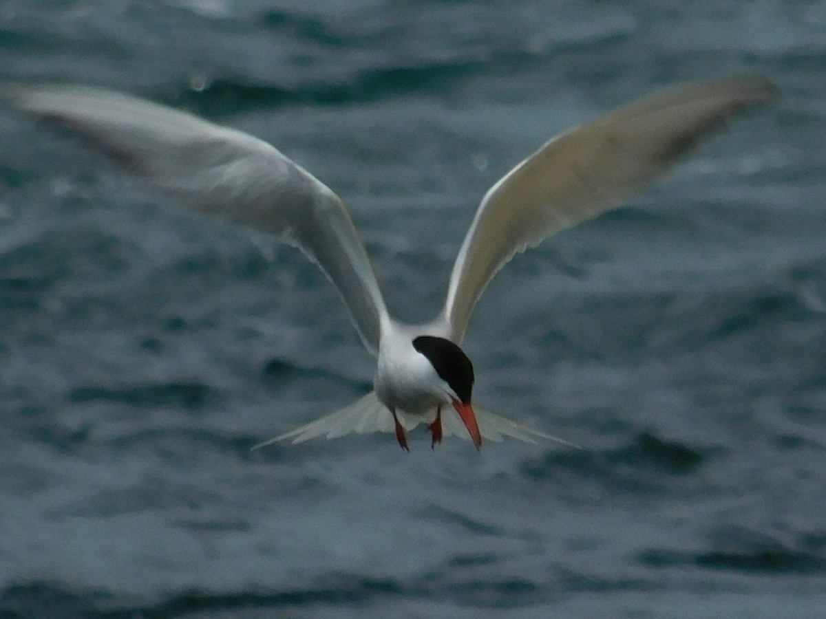 Sterna comune - ML165432631