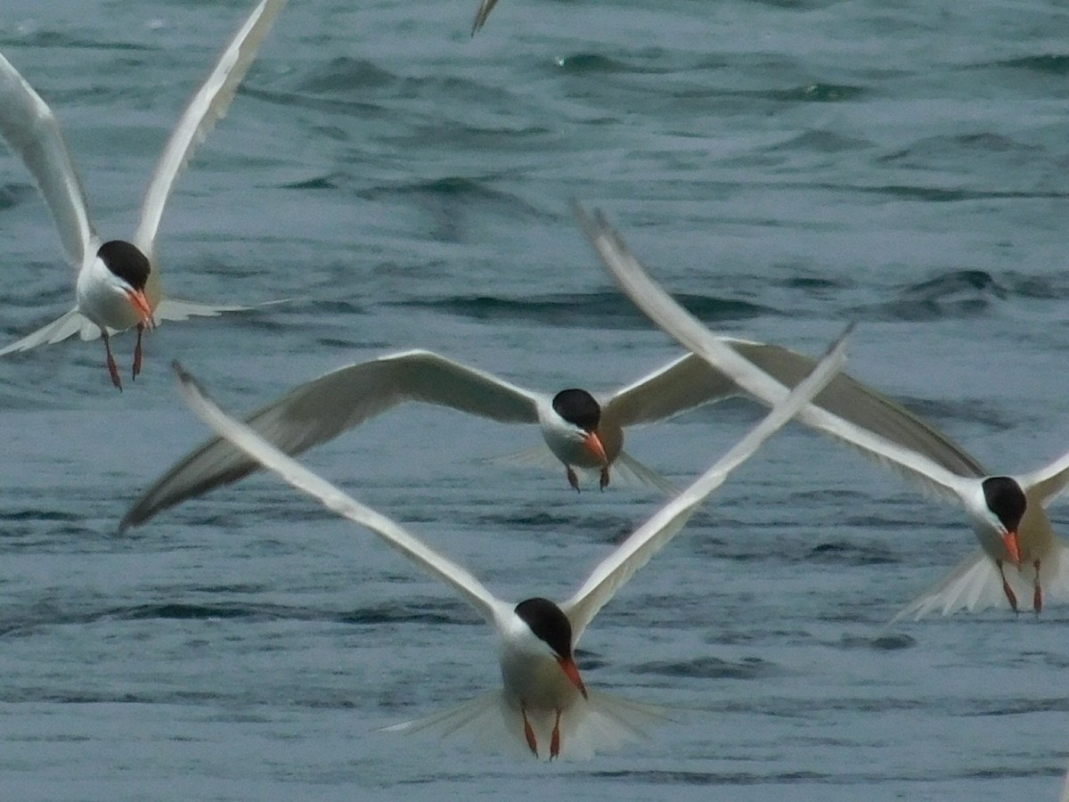 Sterna comune - ML165432641