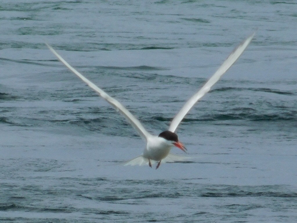 Sterna comune - ML165432651