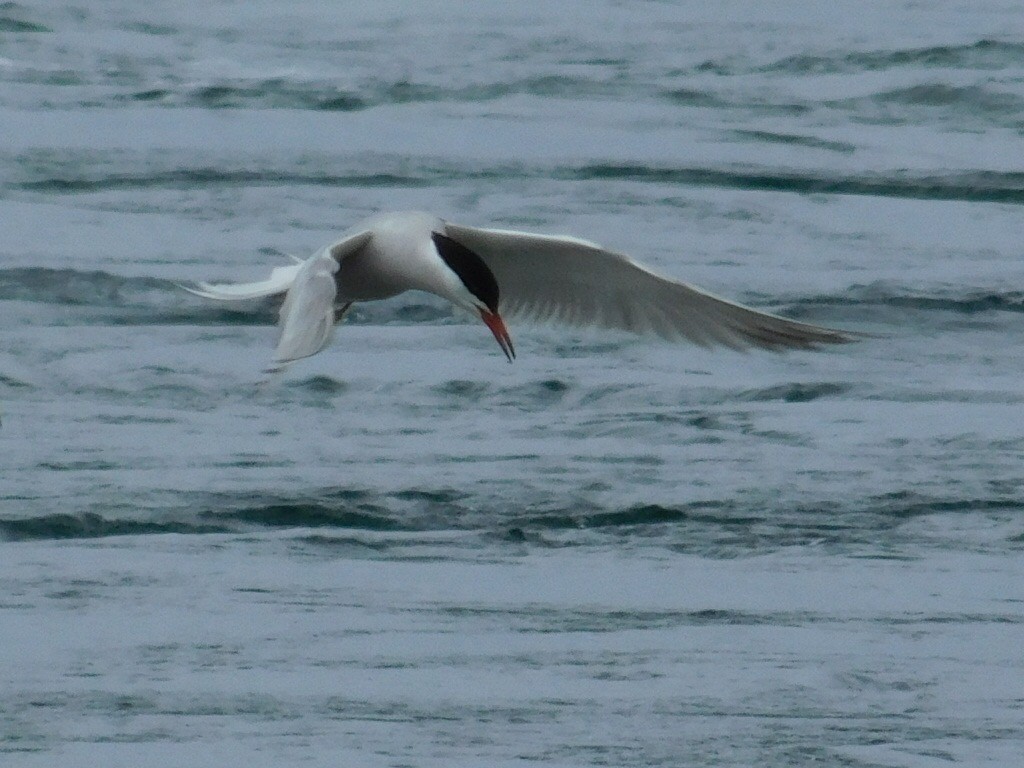 Sterna comune - ML165432661