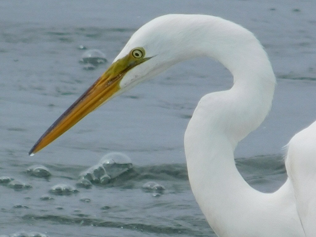Great Egret - ML165432871