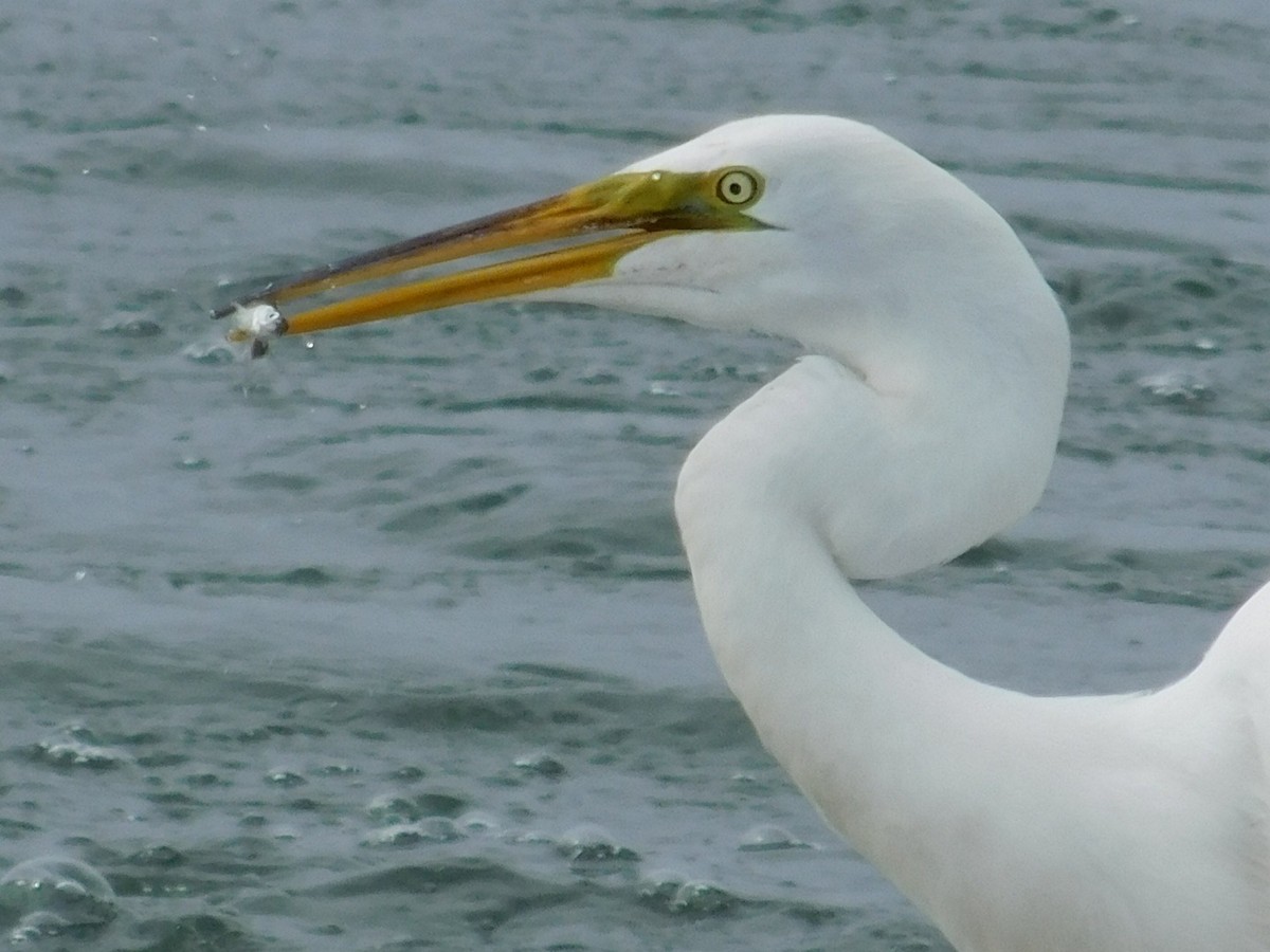 Great Egret - ML165432891