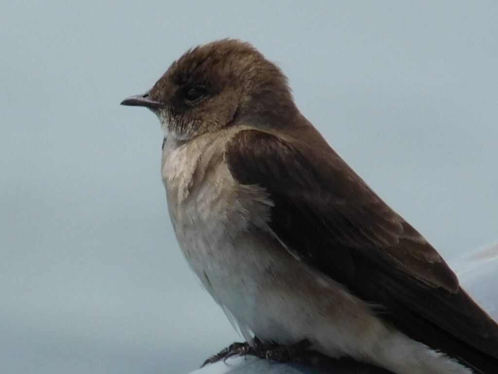 Northern Rough-winged Swallow - ML165433041