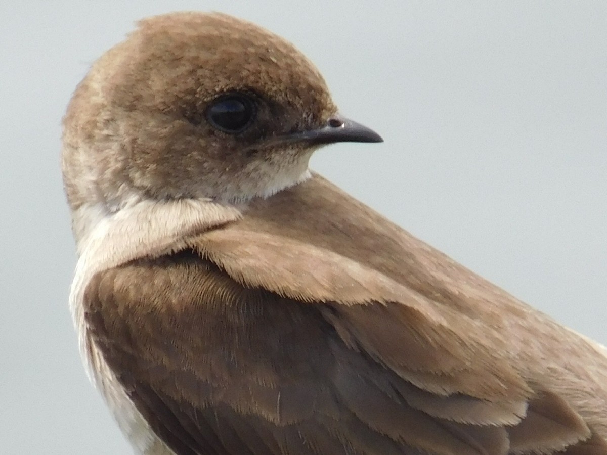 Northern Rough-winged Swallow - ML165433061