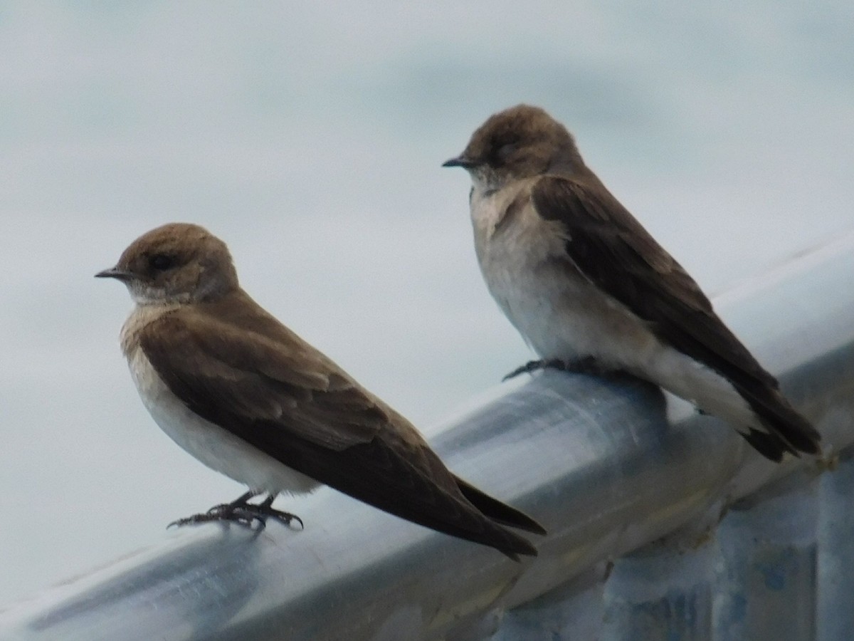 Northern Rough-winged Swallow - ML165433071