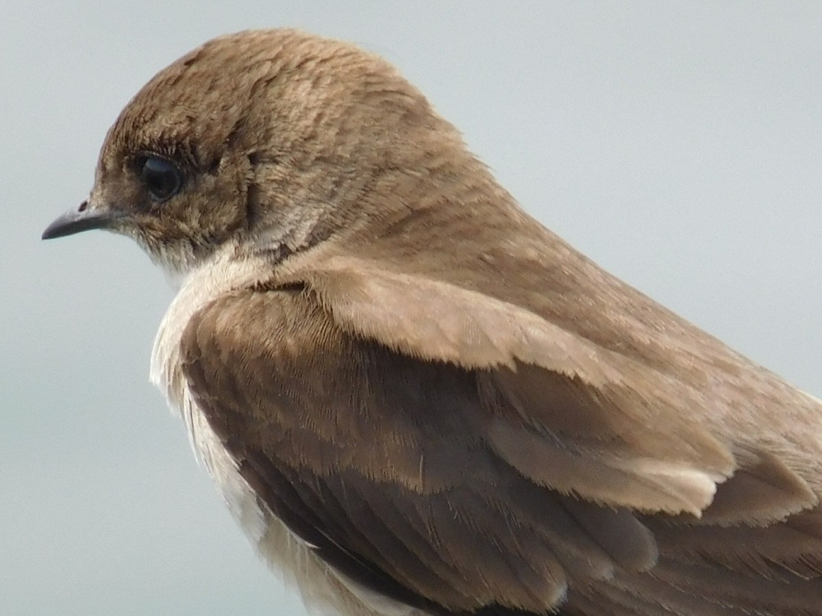 Northern Rough-winged Swallow - ML165433081