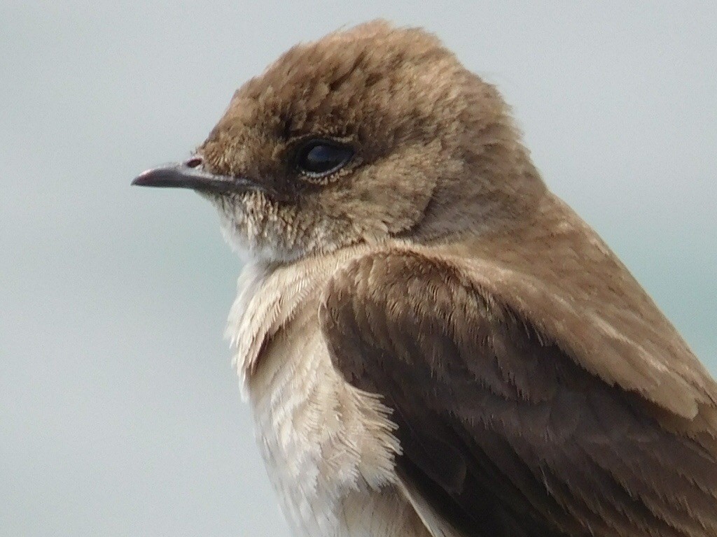 Northern Rough-winged Swallow - ML165433091