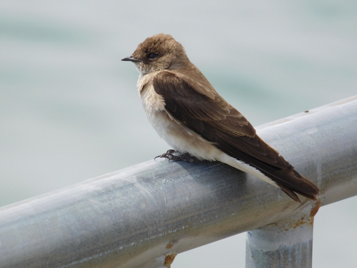 Northern Rough-winged Swallow - ML165433111