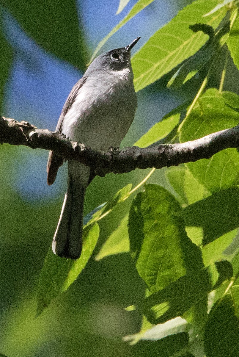 Blue-gray Gnatcatcher - ML165433631