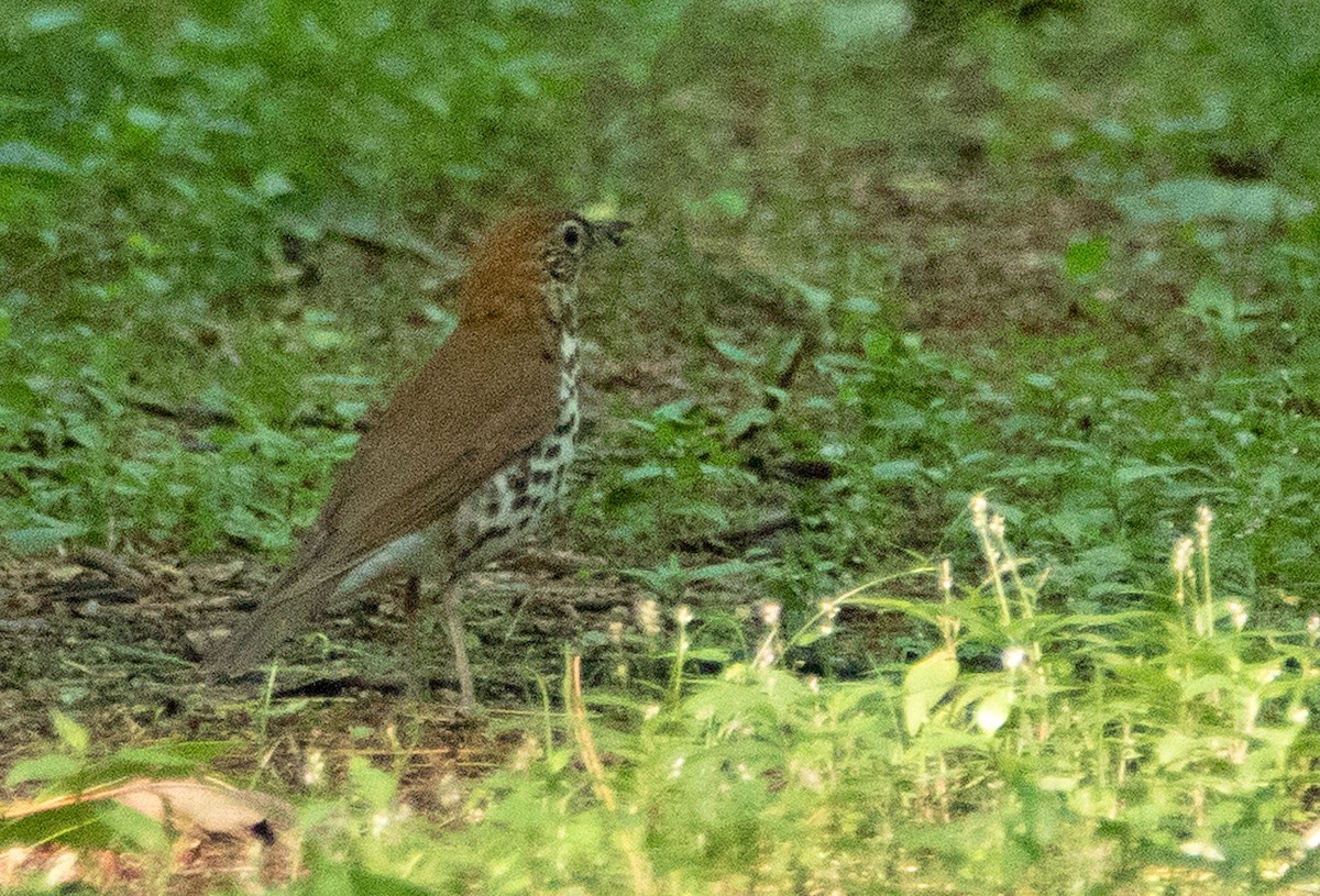 Wood Thrush - ML165433851