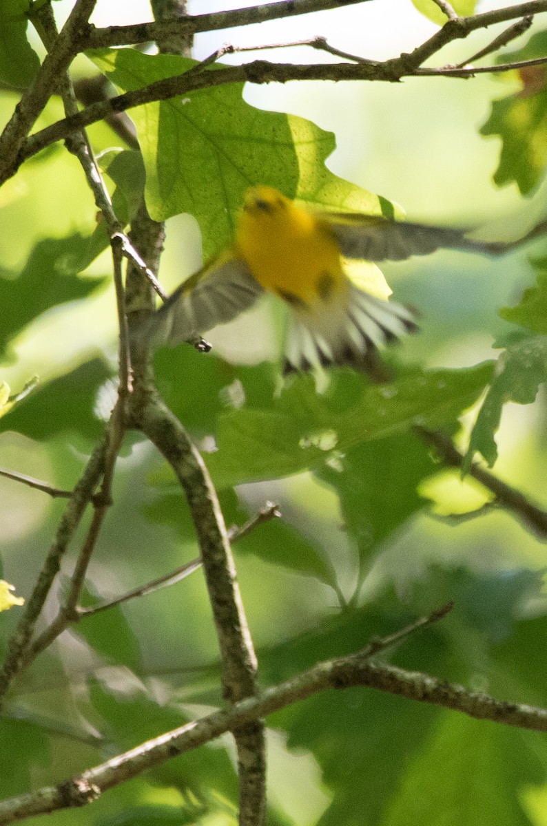 Prothonotary Warbler - ML165433931