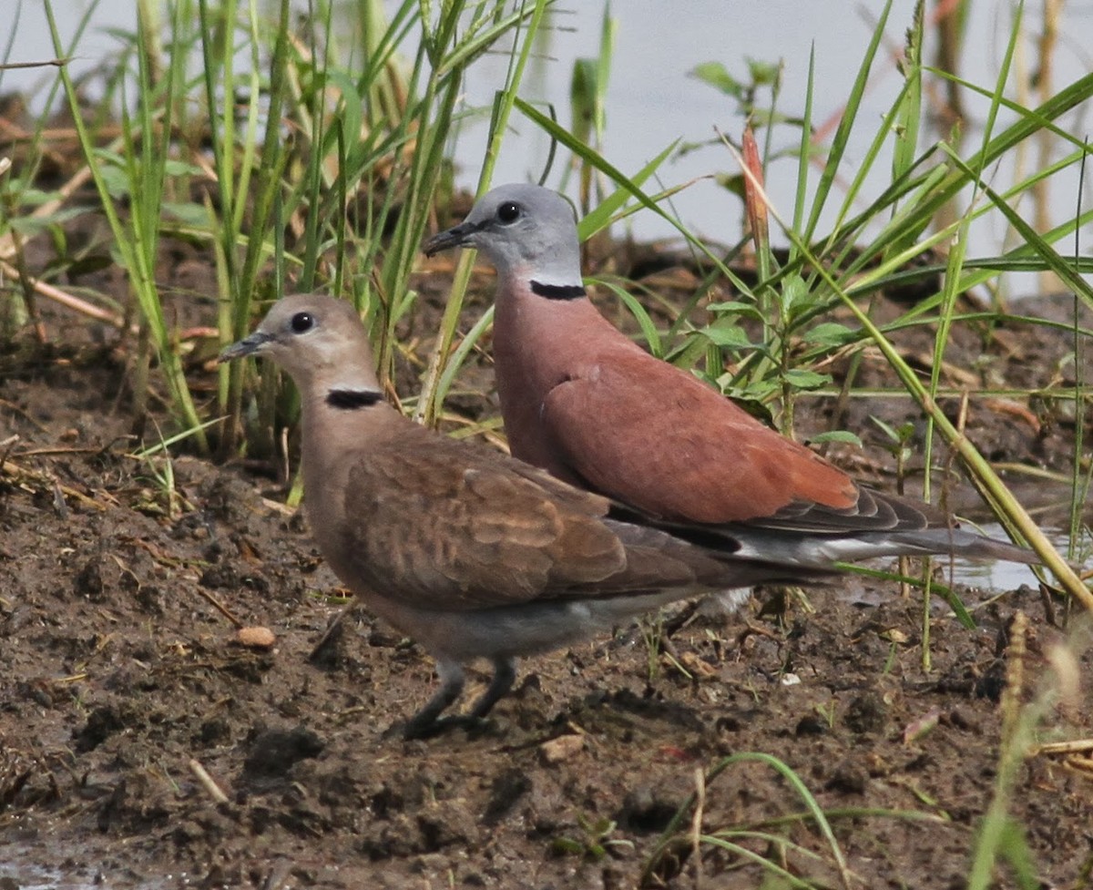 Red Collared-Dove - ML165435171