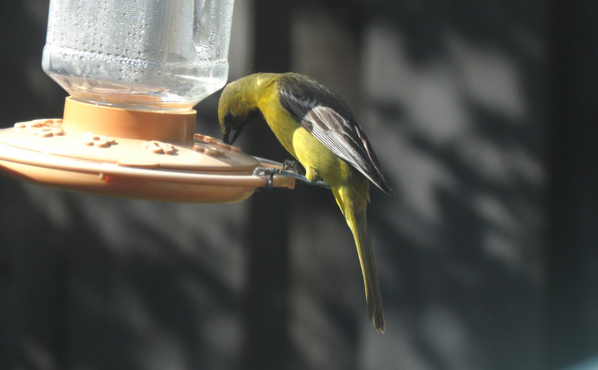 Hooded Oriole - Casey Girard