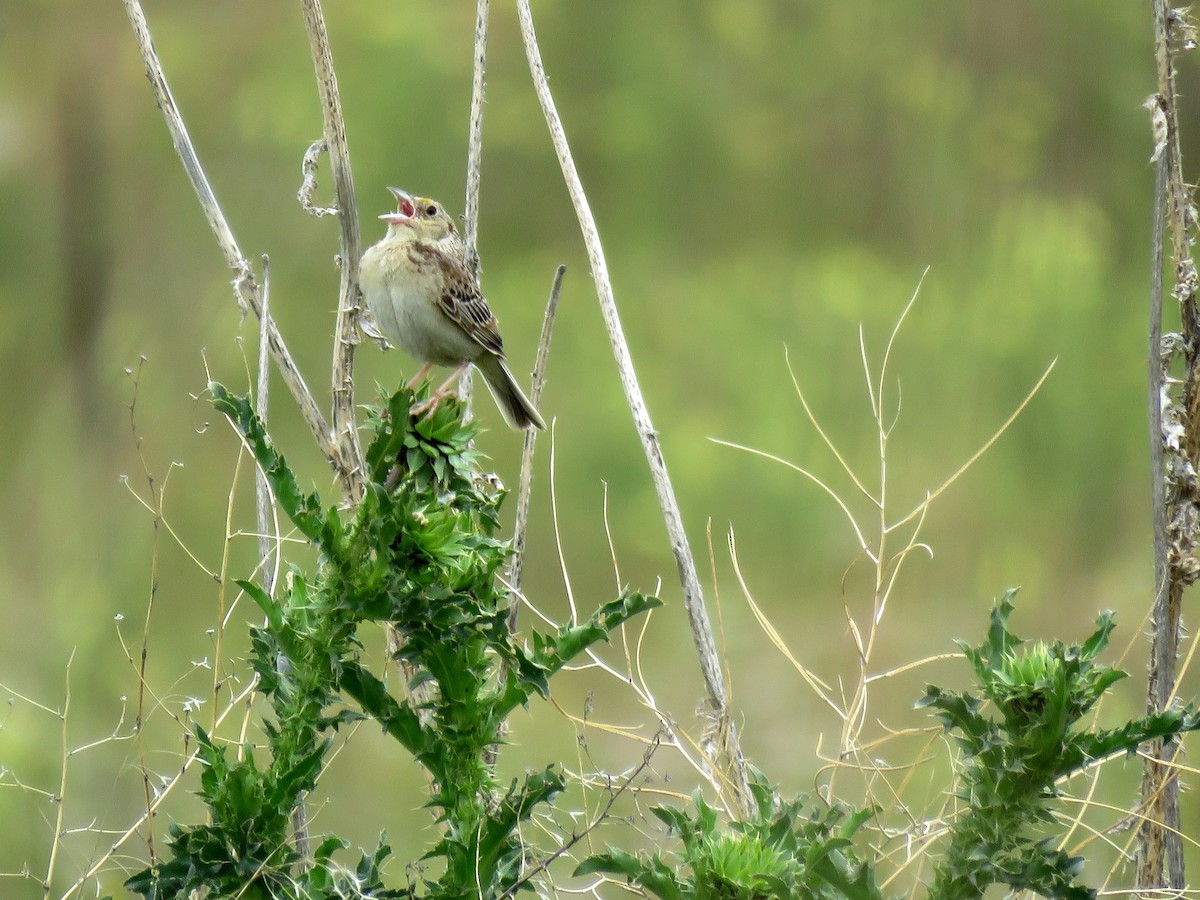 Chingolo Saltamontes - ML165435861