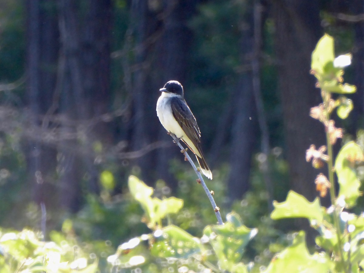 Eastern Kingbird - ML165436401