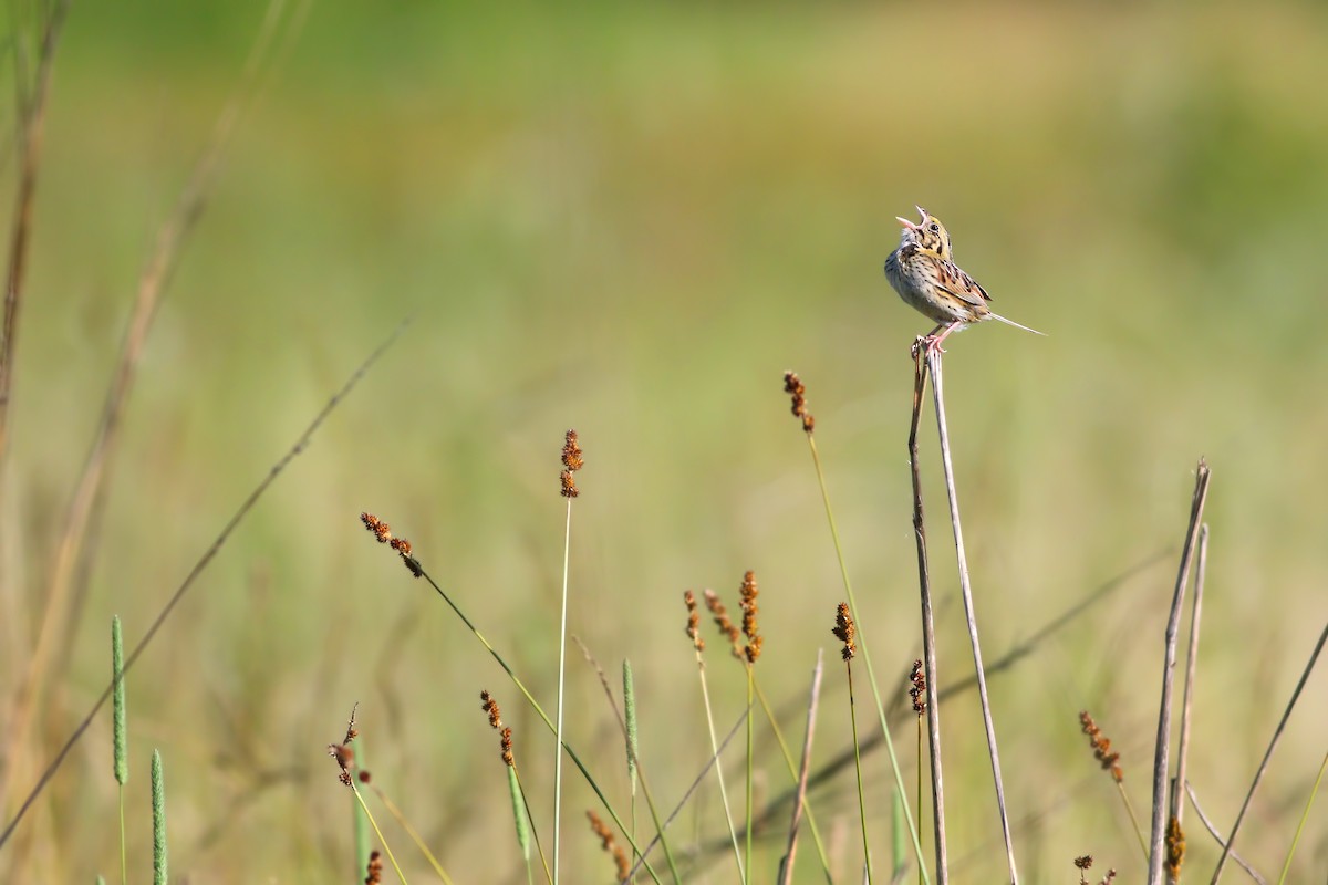 Henslow's Sparrow - Jeff Ellerbusch
