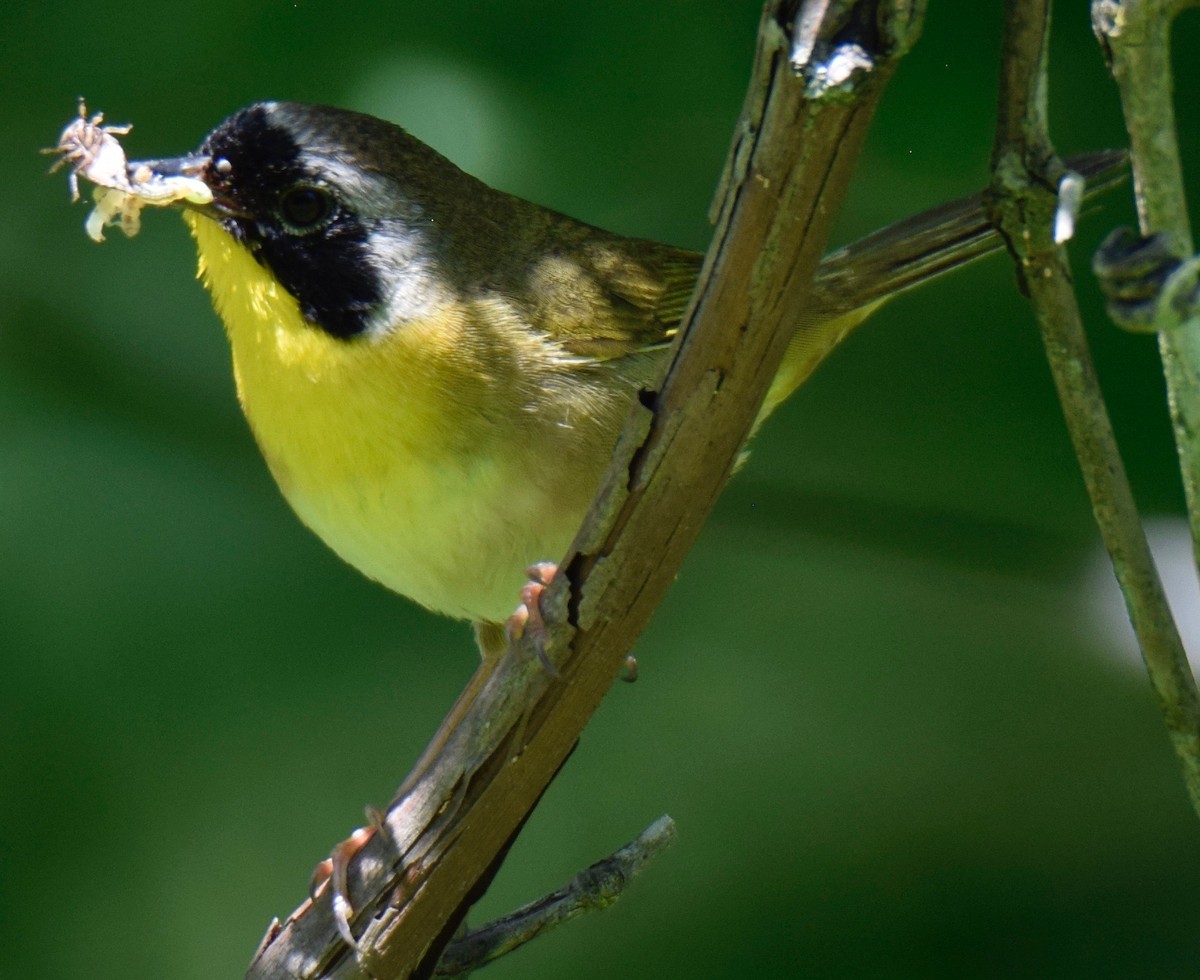 Common Yellowthroat - ML165437551