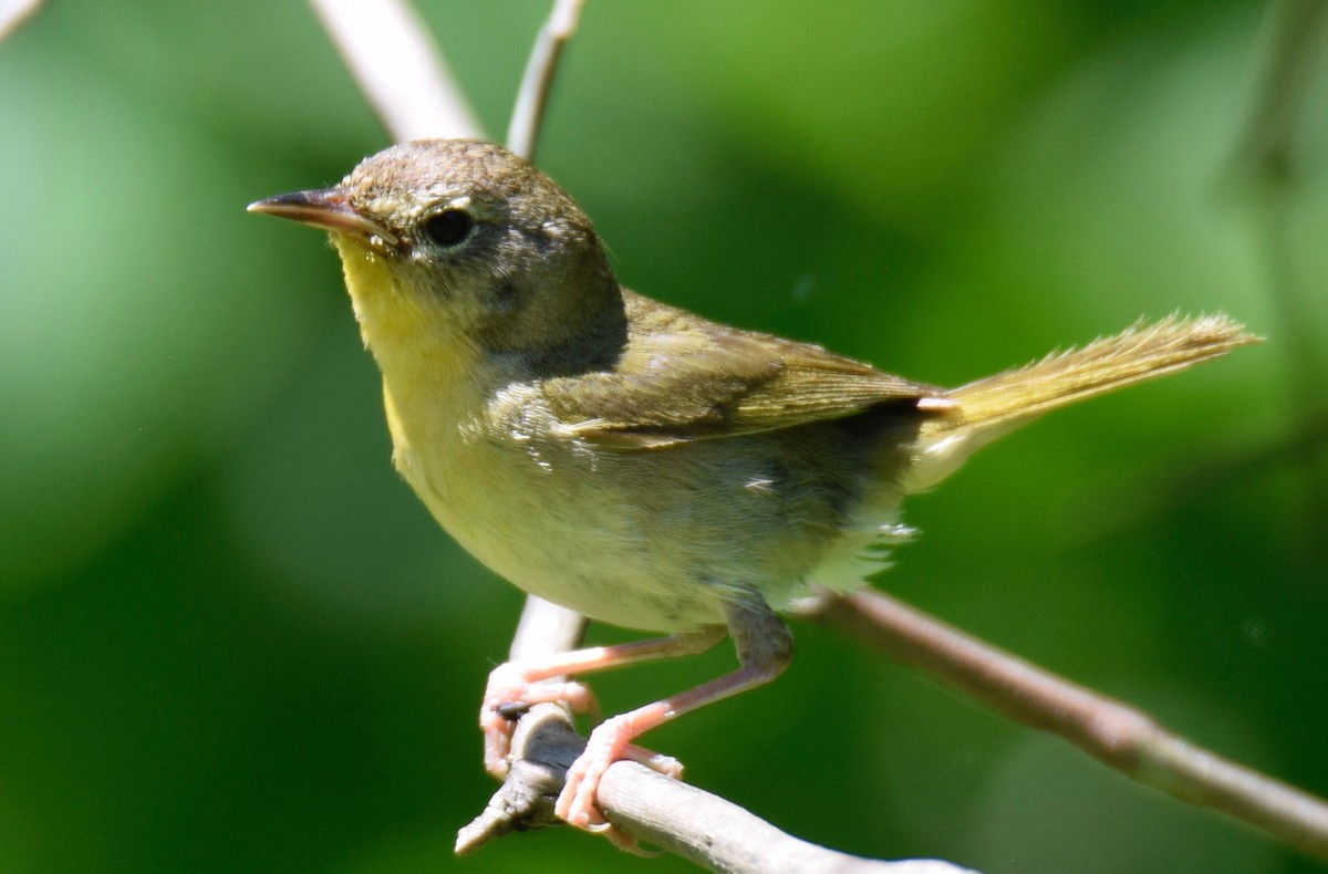 Common Yellowthroat - ML165437781