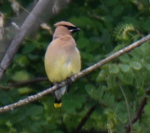 Cedar Waxwing - ML165437851