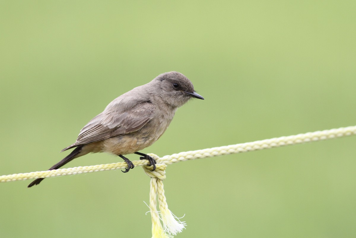 Say's Phoebe - ML165438141