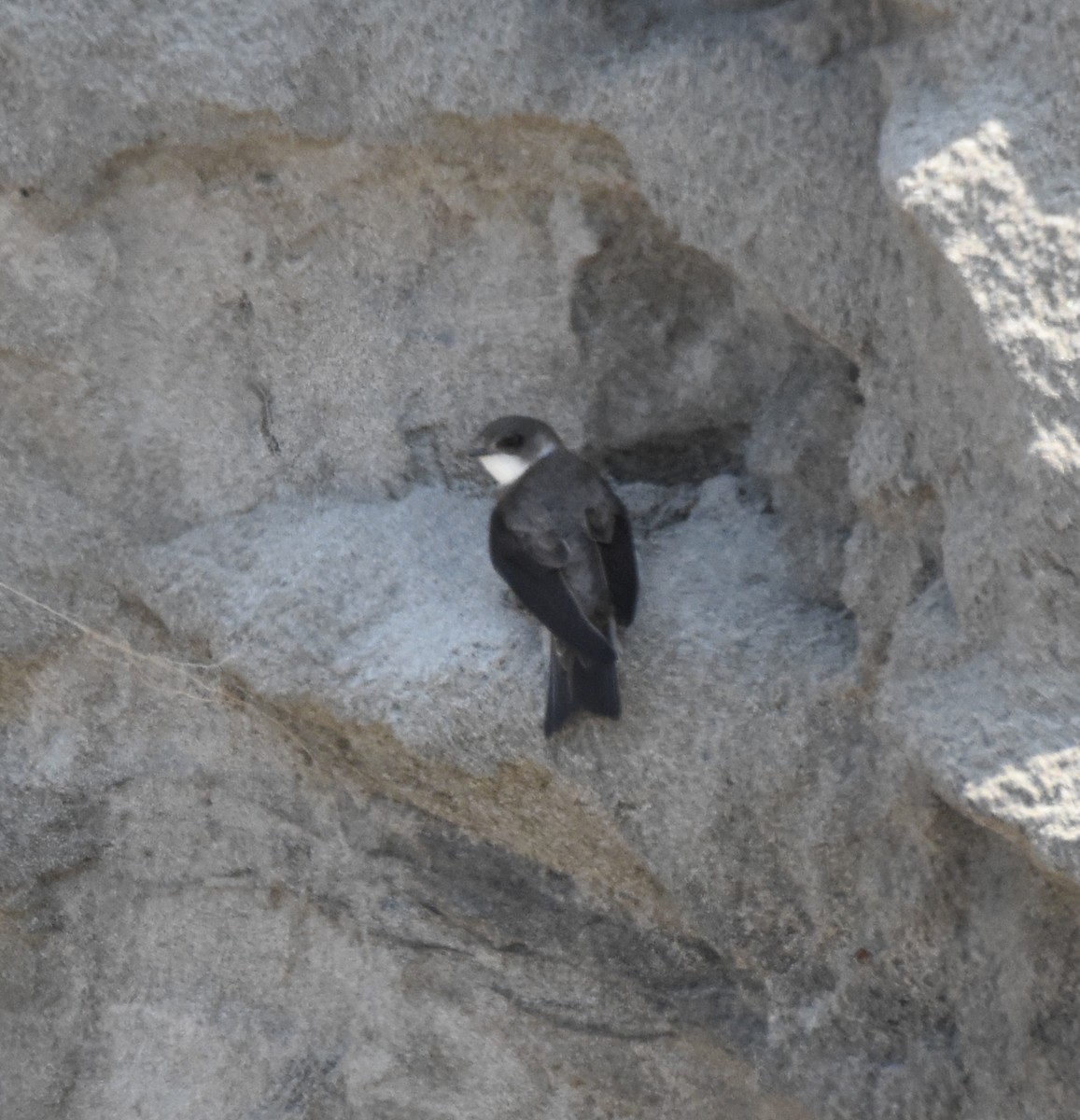 Bank Swallow - ML165438741