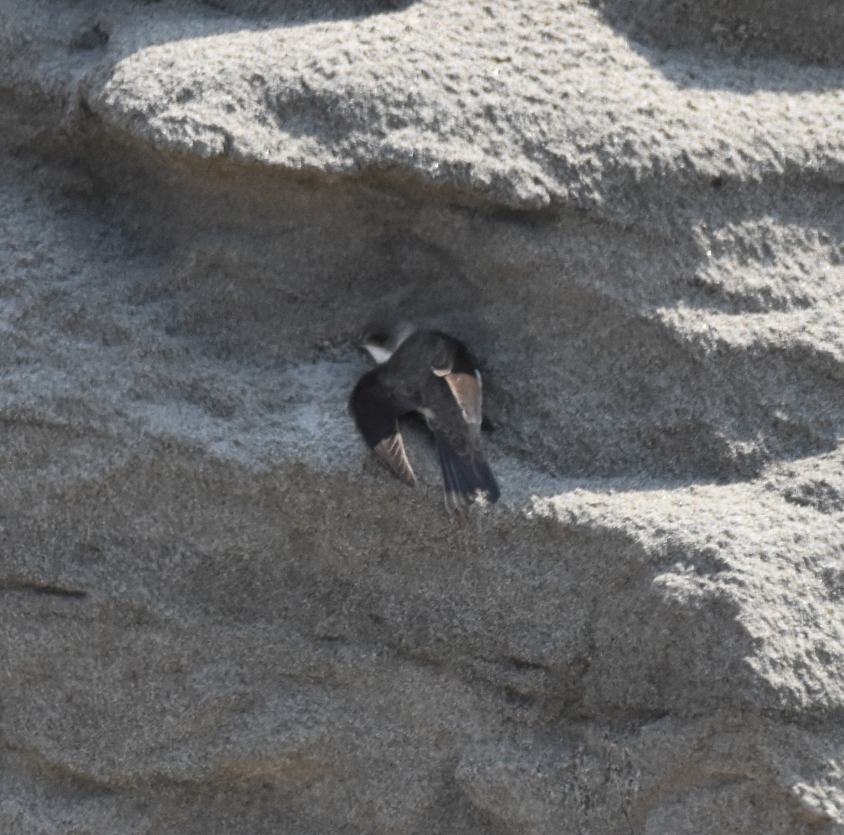 Bank Swallow - ML165438811