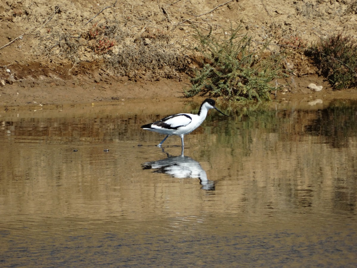 Pied Avocet - Nuno Almeida