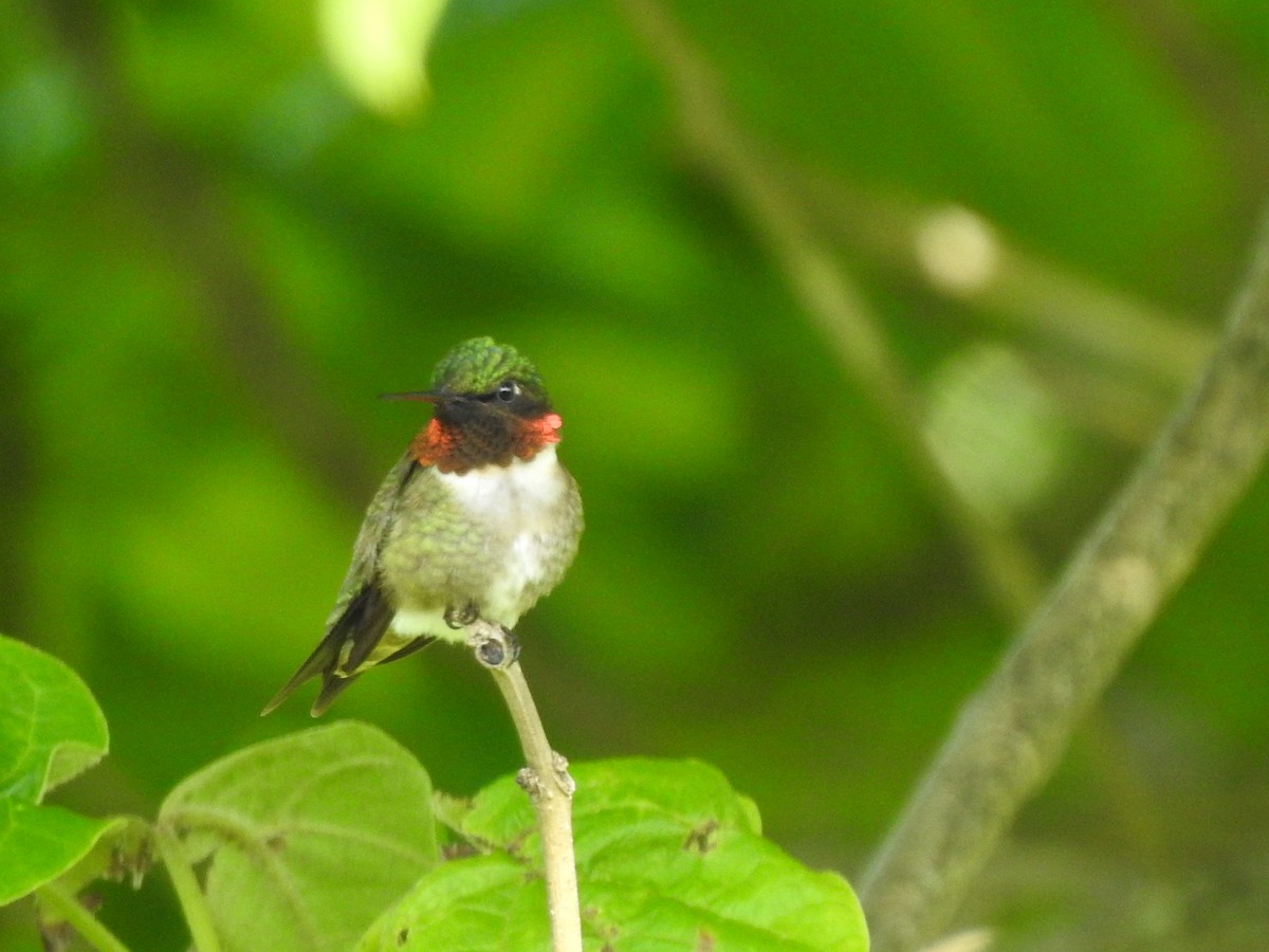 Ruby-throated Hummingbird - Bill Stanley