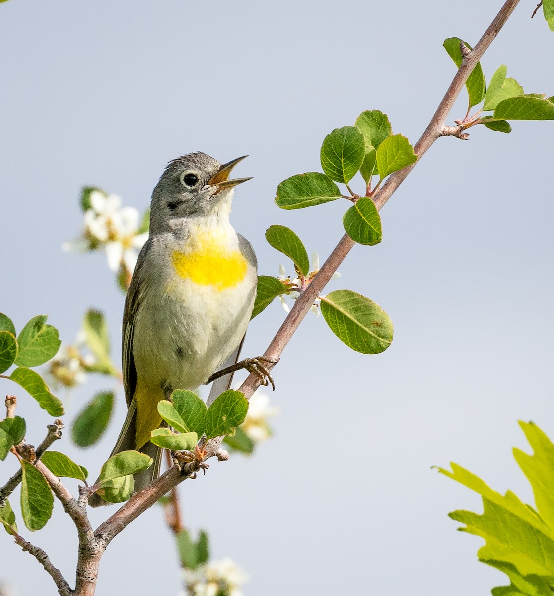 Virginia's Warbler - ML165441541