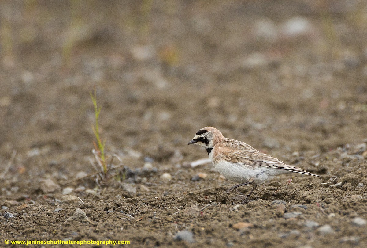 Horned Lark - ML165442521