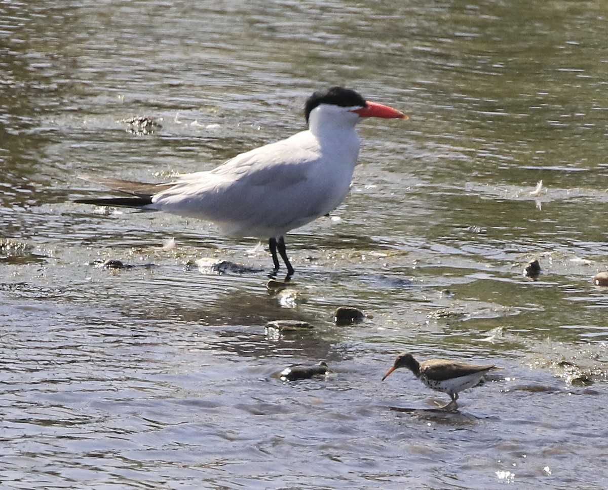 Spotted Sandpiper - Trish Gussler