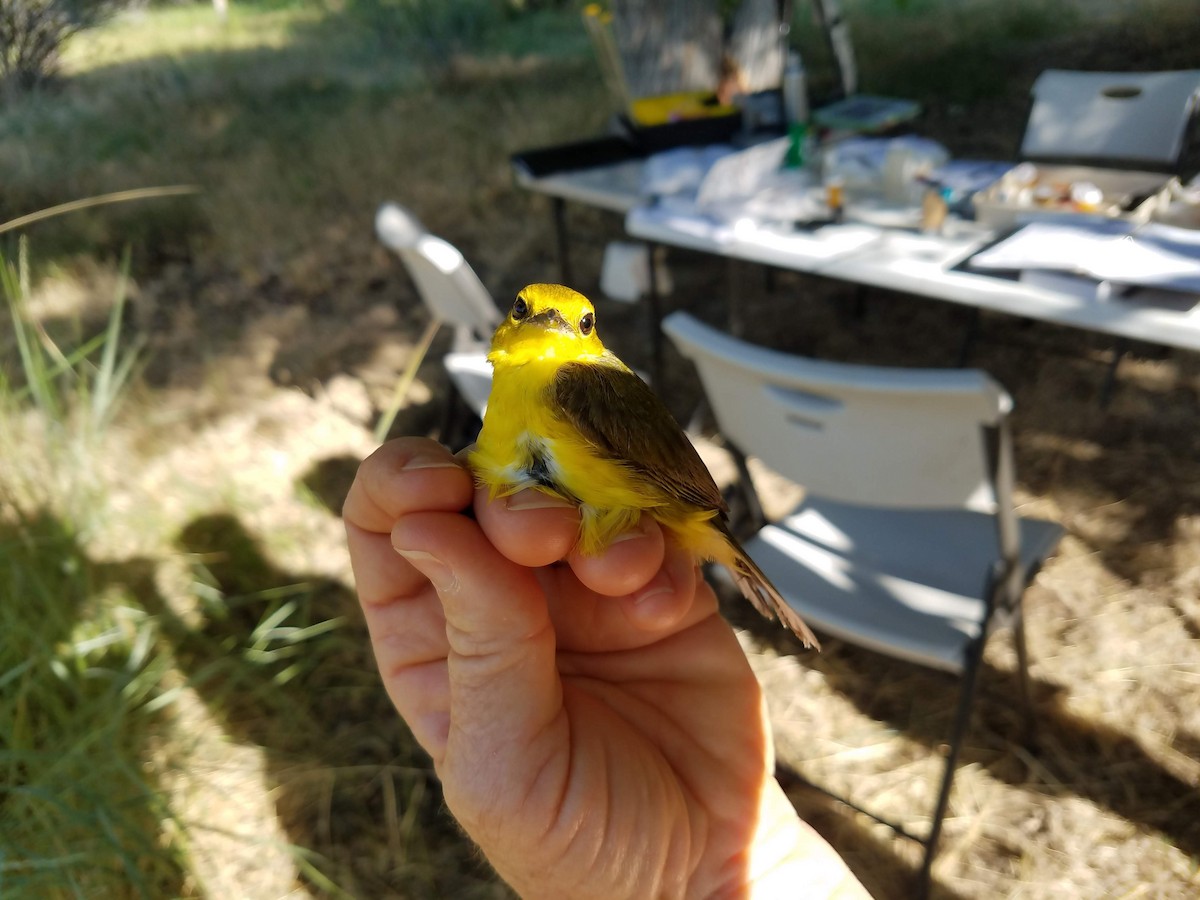 Hooded Warbler - ML165443671