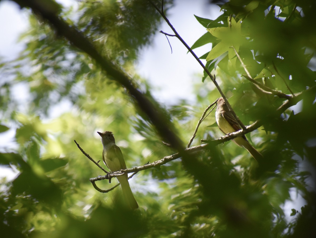 Great Crested Flycatcher - ML165443921