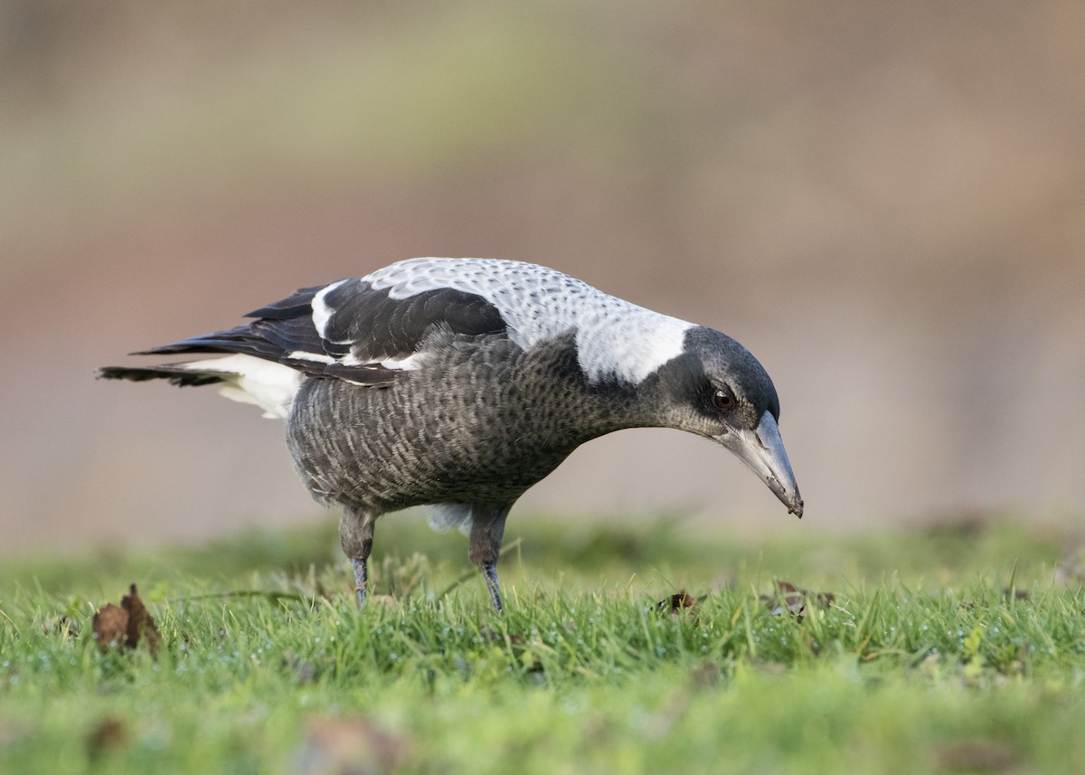 Australian Magpie - ML165446481