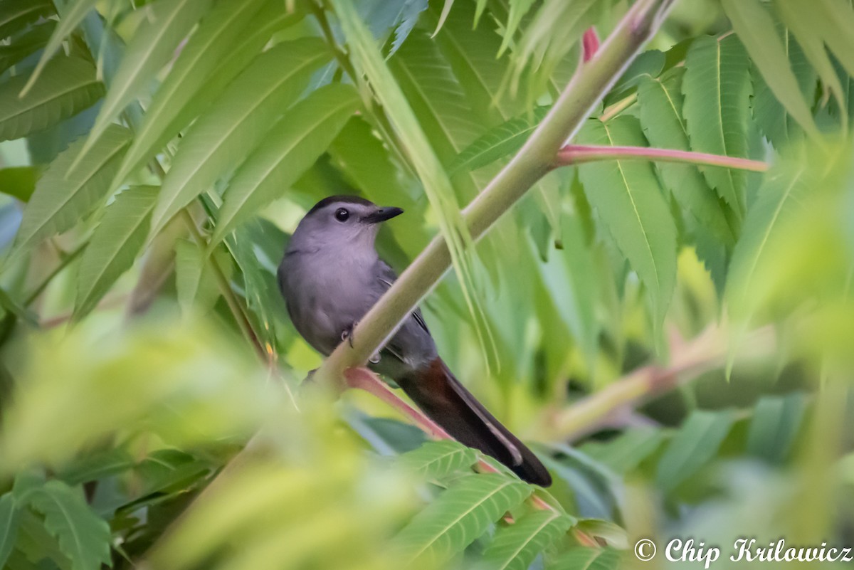 kattespottefugl - ML165447231