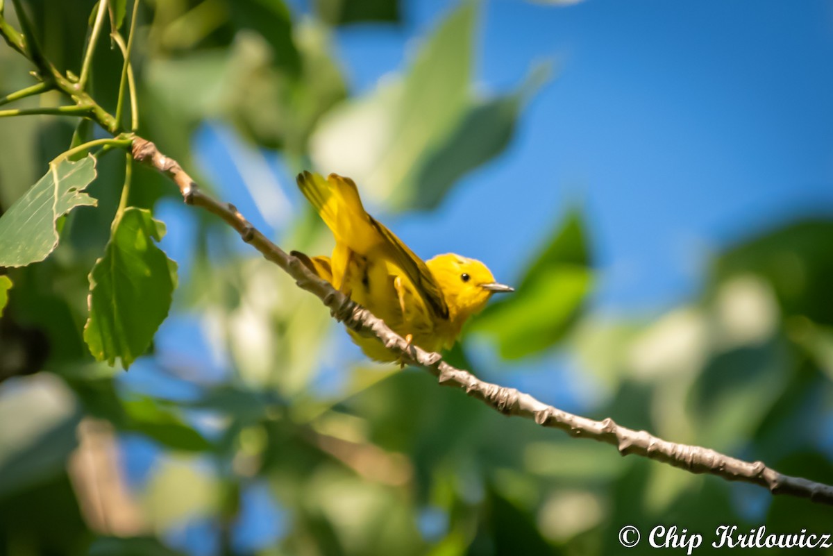 gulparula (aestiva gr.) - ML165447541