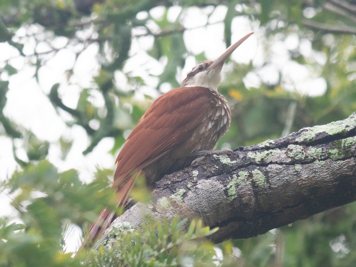 Long-billed Woodcreeper - Carla Moura