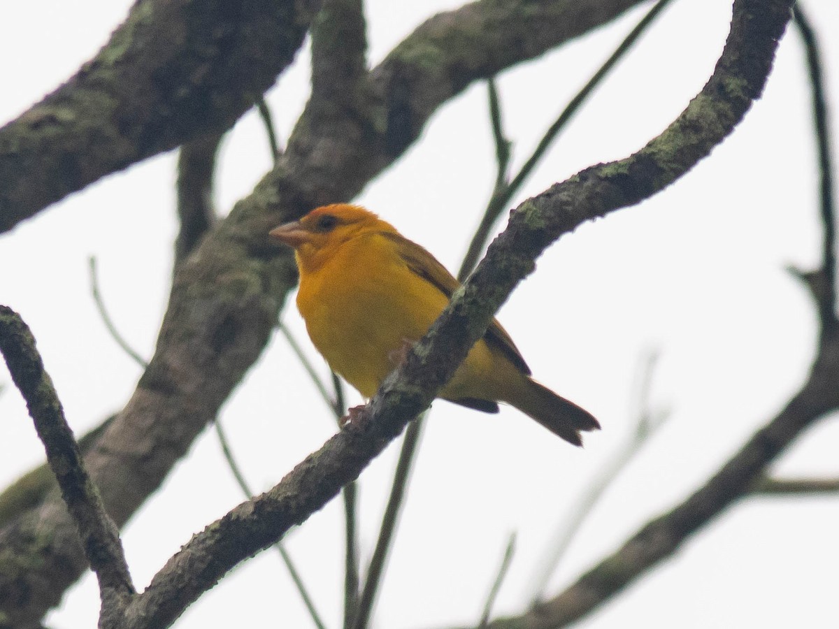 Orange-fronted Yellow-Finch - ML165447621