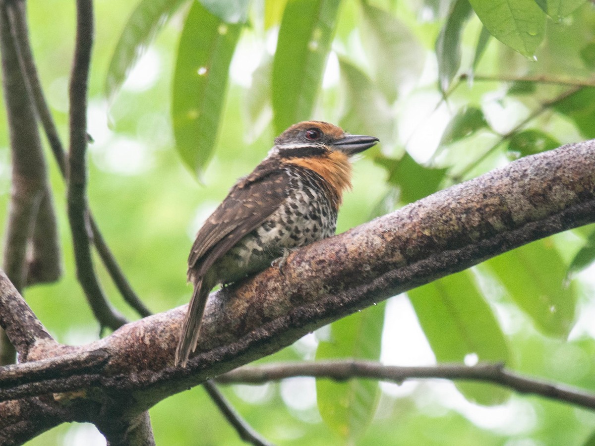 Spotted Puffbird - ML165447731