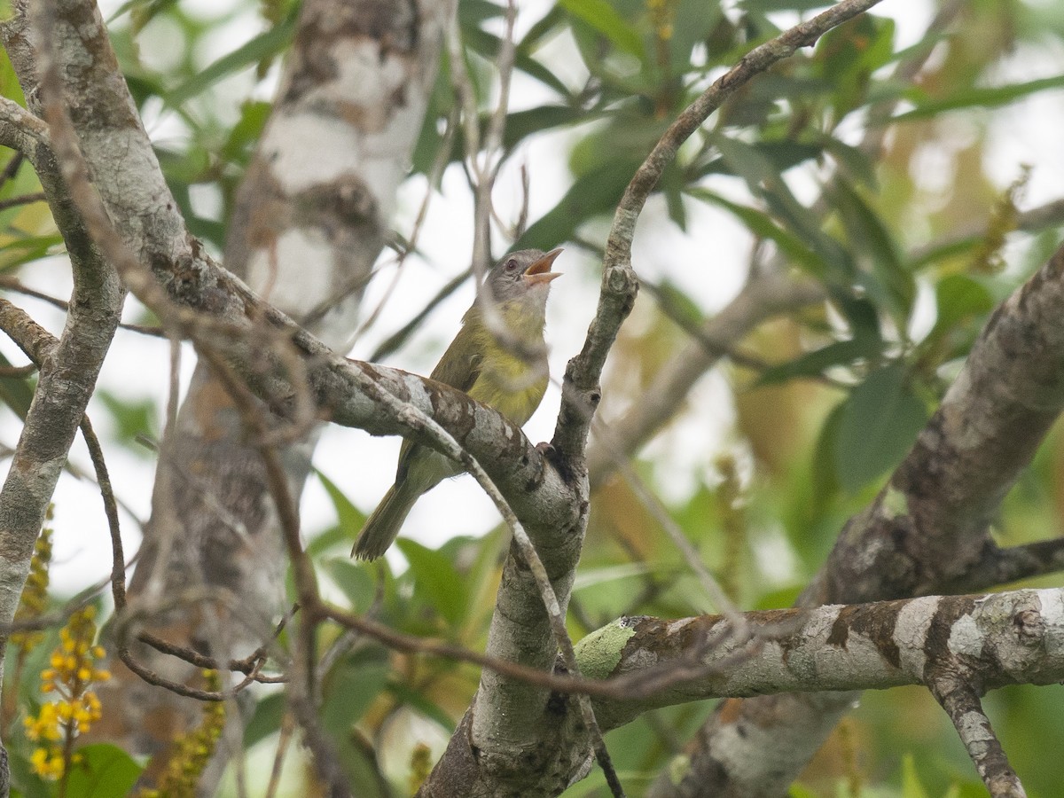 Ashy-headed Greenlet - ML165447841