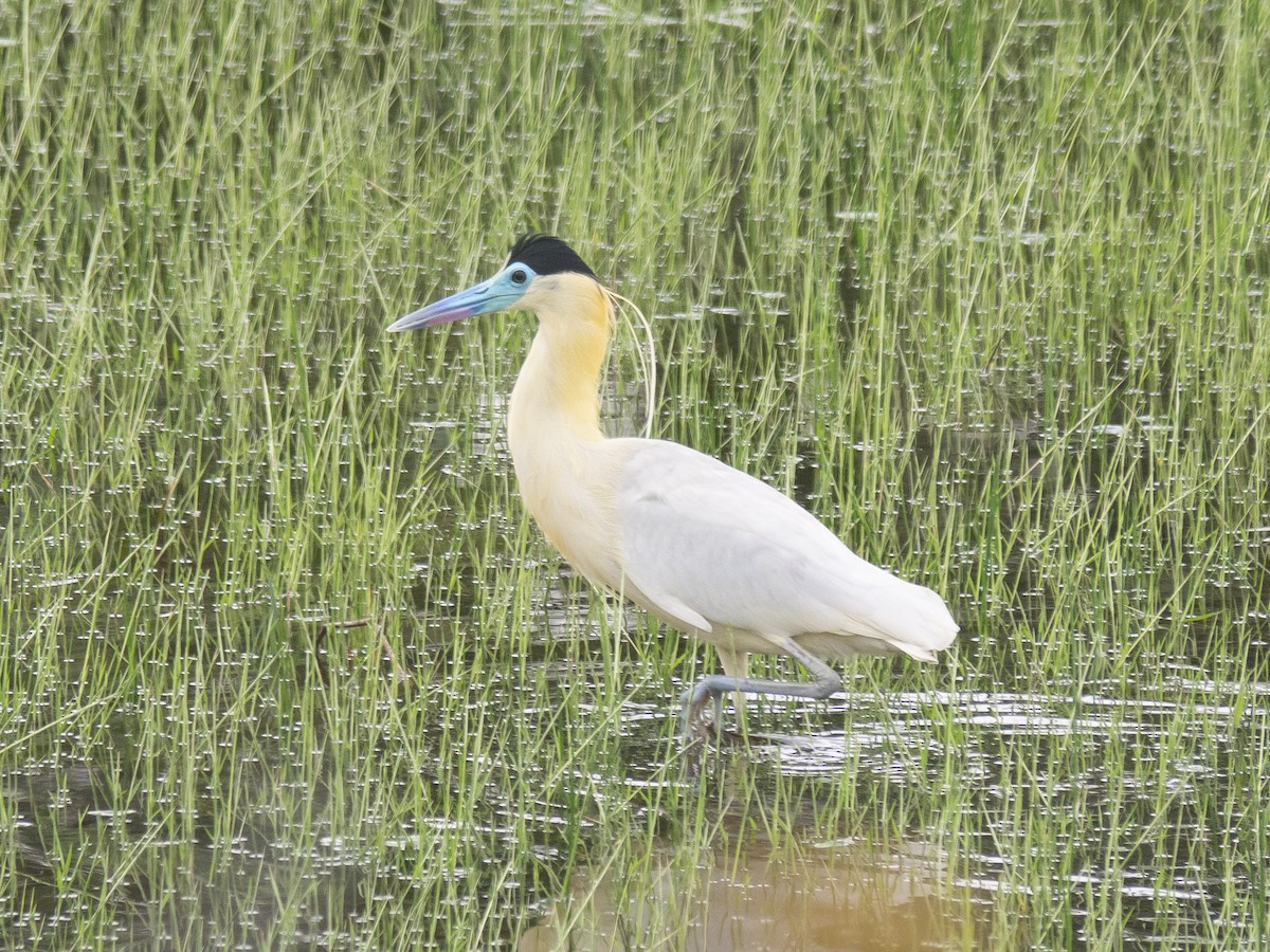 Capped Heron - ML165447871