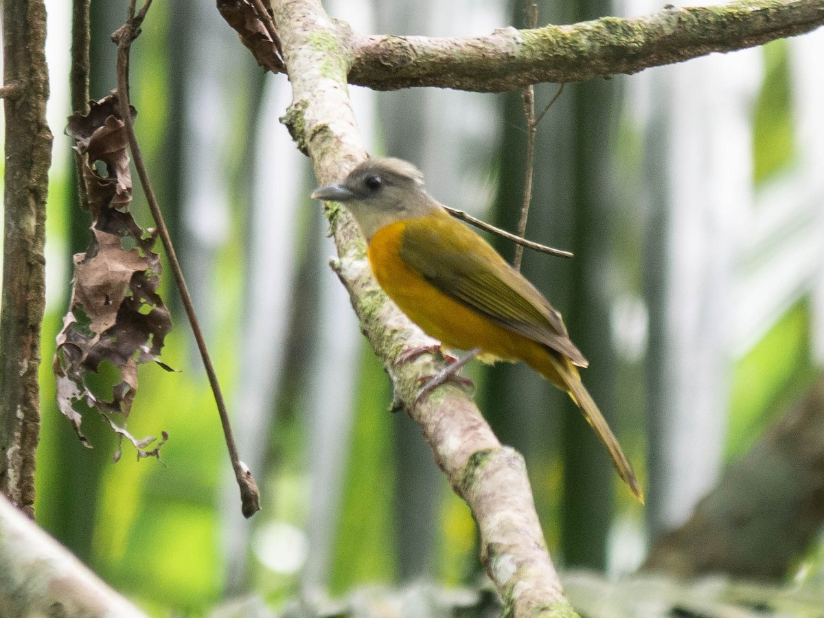 Gray-headed Tanager - ML165449061