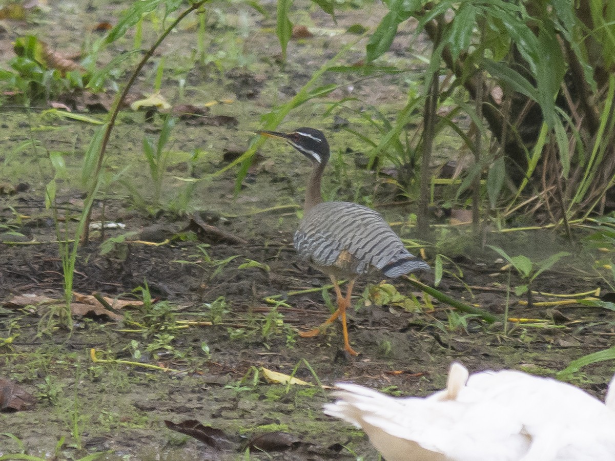 Sunbittern - ML165450181