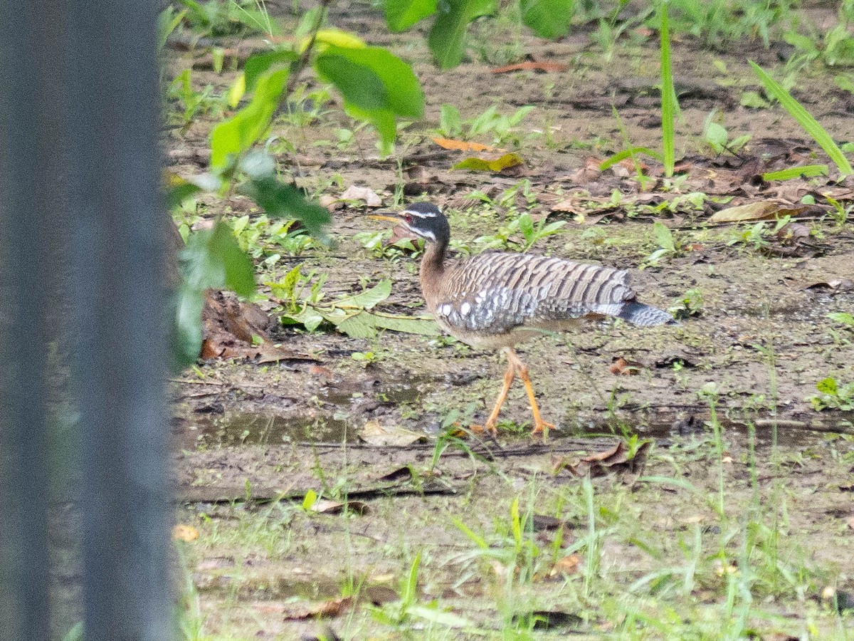 Sunbittern - ML165450201