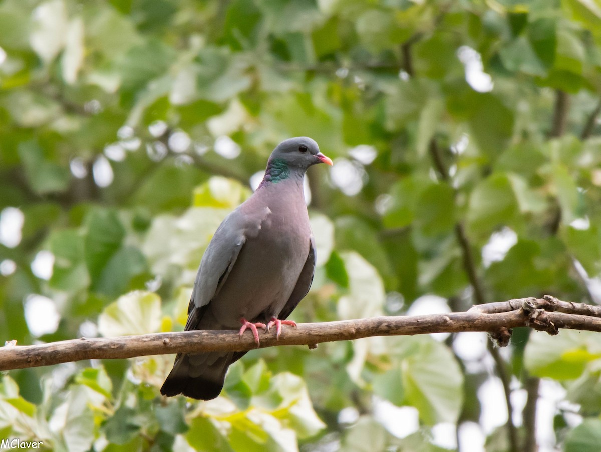 Stock Dove - Miguel Claver Mateos