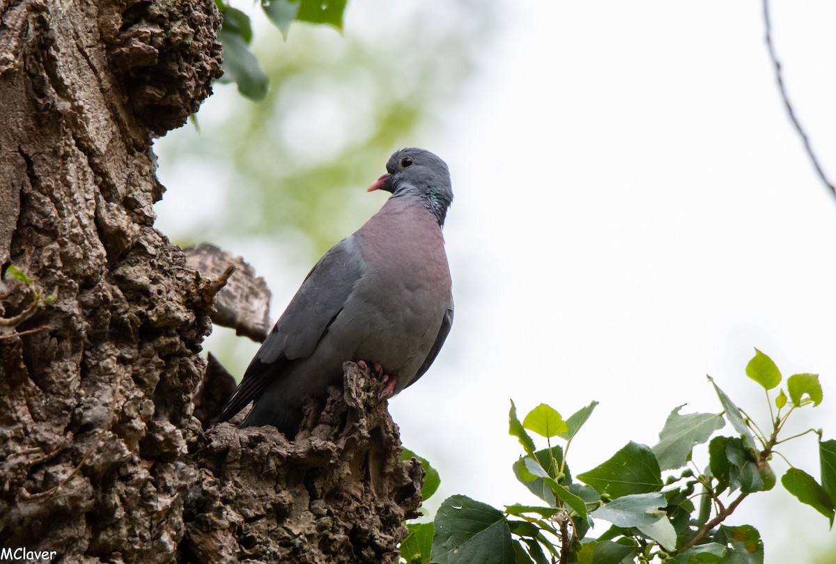 Stock Dove - Miguel Claver Mateos