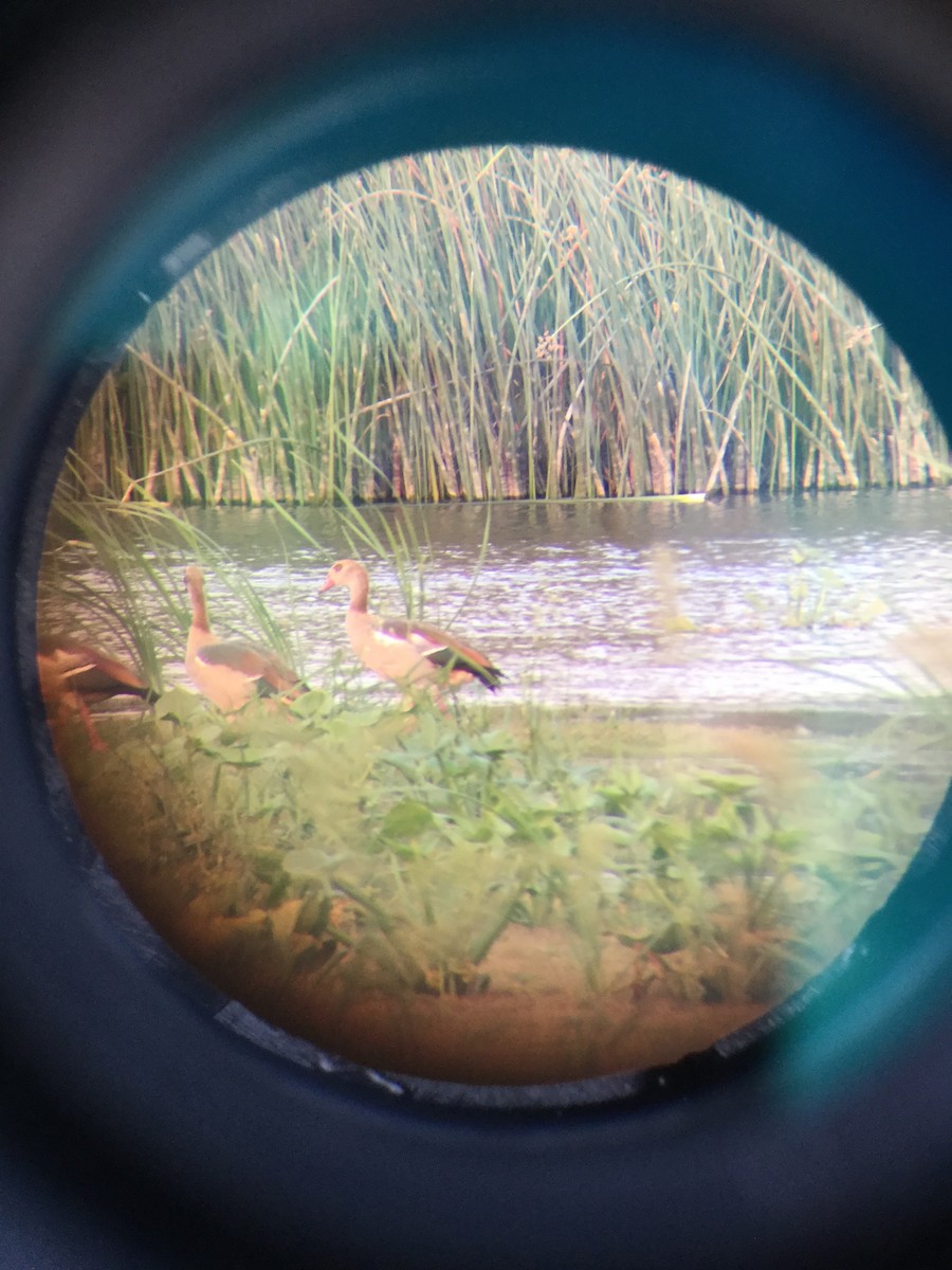 Egyptian Goose - ML165451201